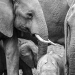 Elephant Detection for Farmers’ Safety