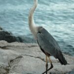 Wildlife Sanctuary
